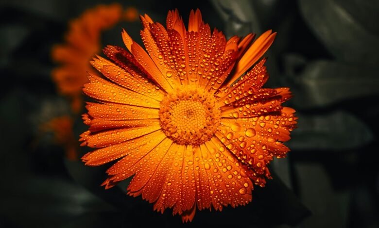 call drop probability analysis