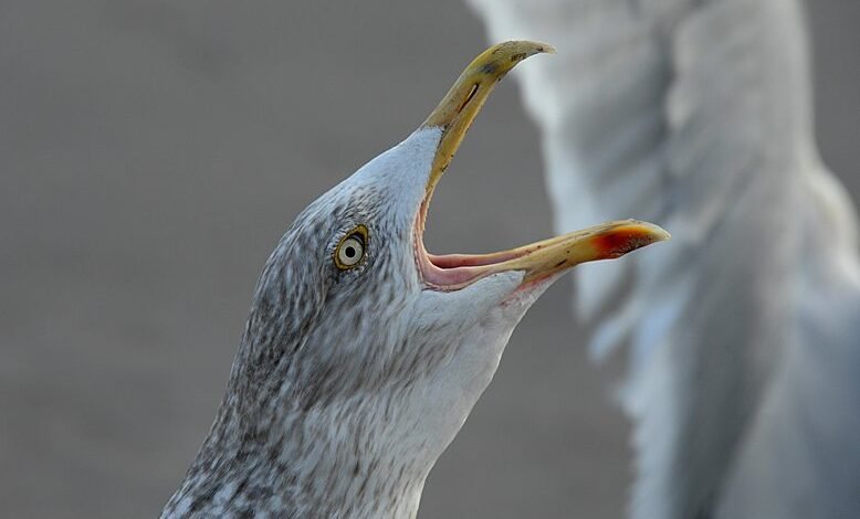 call drop trends analysis