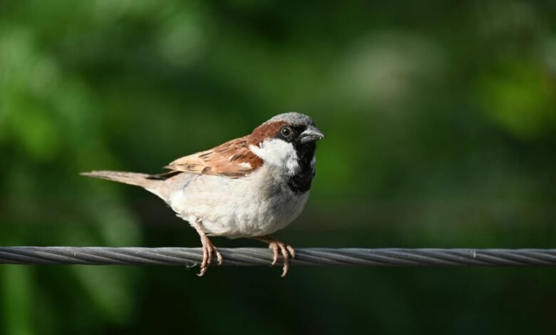 repeated call identification process